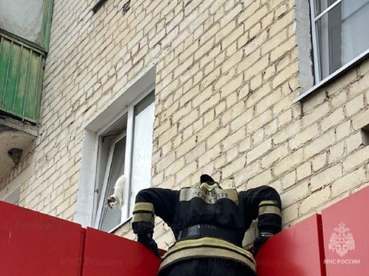Во Мценске провели операцию по спасению кошки