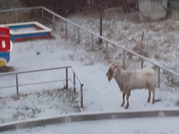 Козел решил вспомнить детство в Петрозаводске