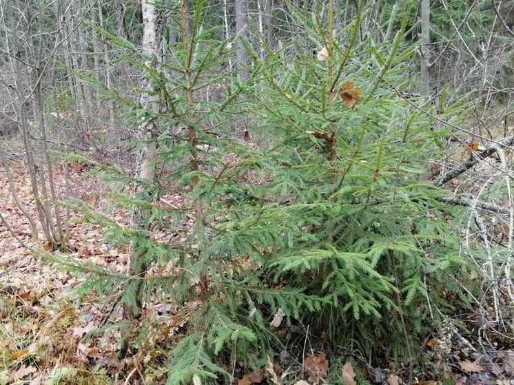 Паразиты угрожают гуляющим в парках и лесах Подмосковья