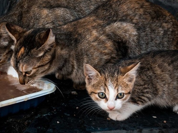 В  Алтайском крае снайпера-живодера отправили в колонию за расстрел котов