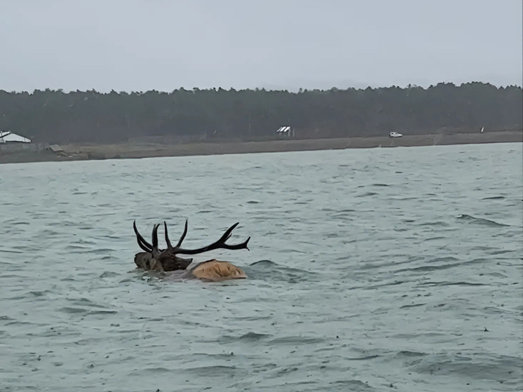 Сахалинский блогер снял на фото плывущего в море благородного оленя