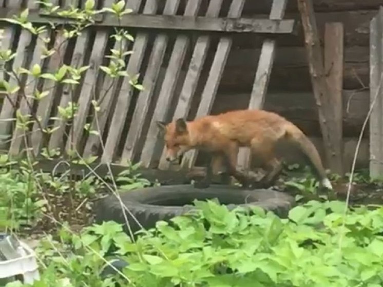 Выяснилось, почему Подмосковье заполонили опасные лисы