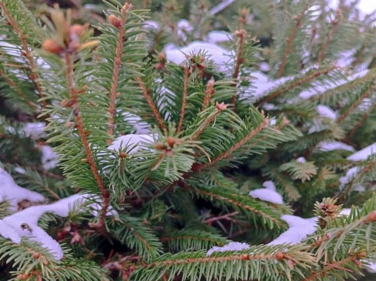 Синоптик рассказал о крепких морозах на Новый год в Подмосковье