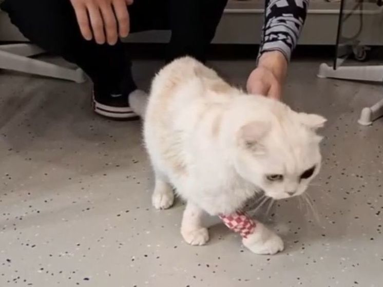 Сожительница живодера, который выбросил кота в пакете, извинилась