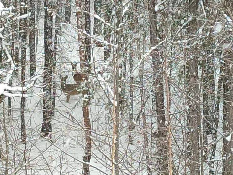 В южноуральском нацпарке засняли променад косуль