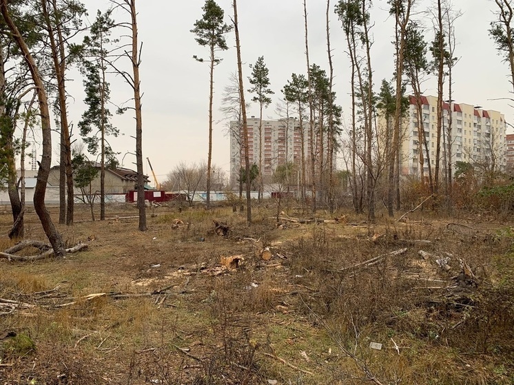 Жителей Воронежа обеспокоила вырубка деревьев в Северном лесу