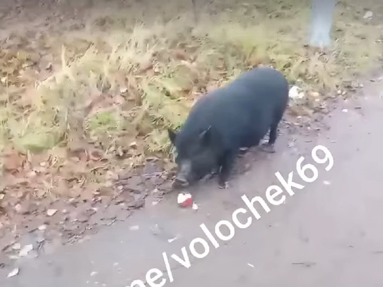 В Тверской области решается будущее знаменитого черного поросенка