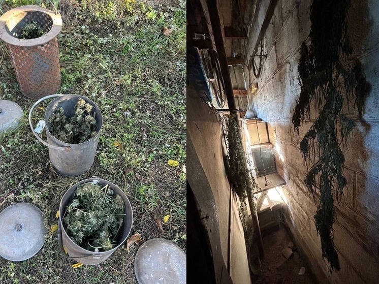 У жителя Бердянского района Запорожья нашли более 800 граммов каннабиса