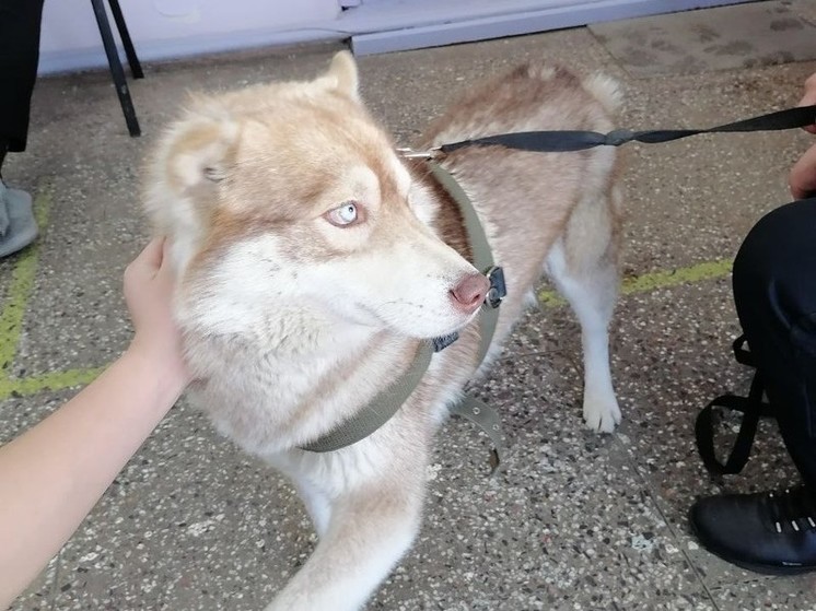 Ветеринары в городе Забайкалья спасли потерявшегося хаски по кличке Гром