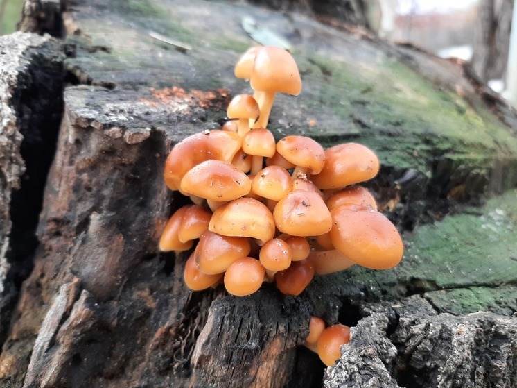 Саратовцы находят первые осенние грибы