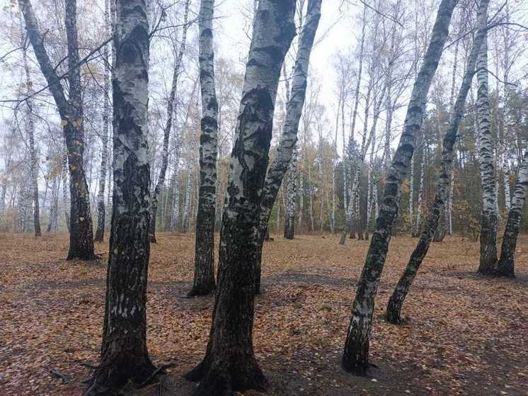 Воронежцев ждет пасмурное и ветреное воскресенье