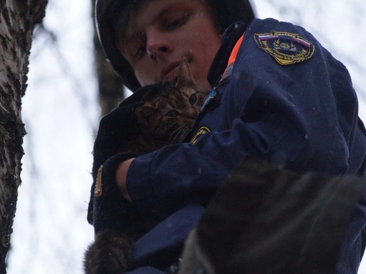 В Рязани спасатели сняли с дерева замёрзшую и обессилившую кошку