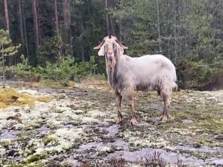 История с блуждающим козлом в Соломенном получила продолжение