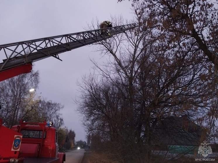 В Ливнах с дерева сняли кошку