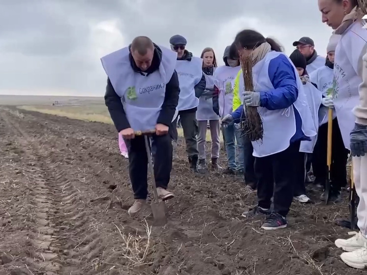 Сохраним лес: пять тысяч деревьев высадили в Приморском участковом лесничестве