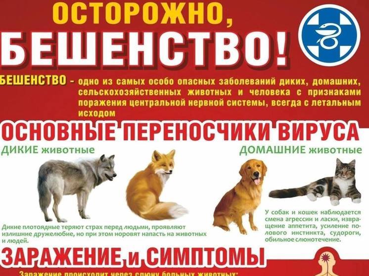 В Тамбовской области объявлен карантин по бешенству животных