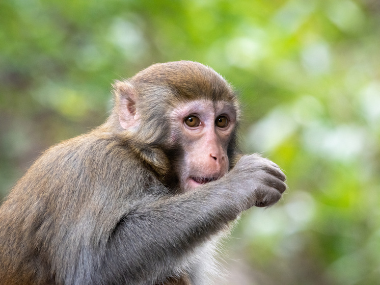 Жительница Петрозаводска лишилась 220 тысяч рублей из-за макаки