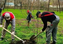 Компенсационная высадка зеленых насаждений продолжается на улицах столицы Кубани