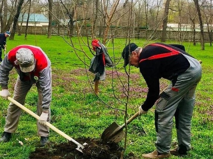 Около трех тысяч деревьев и кустарников высадили с начала года в Краснодаре