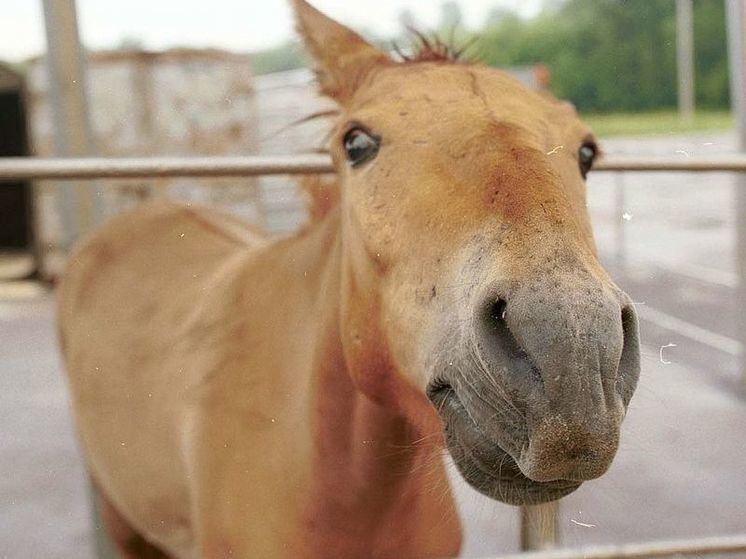 Депутат Милонов предложил давать многодетным лошадь за маткапитал