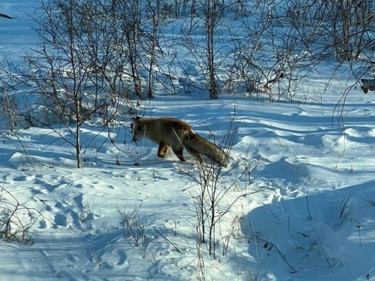 Лисы выходят к людям в окрестностях Читы