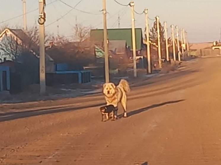 Бродячего пса огромных размеров поймали в Борзе