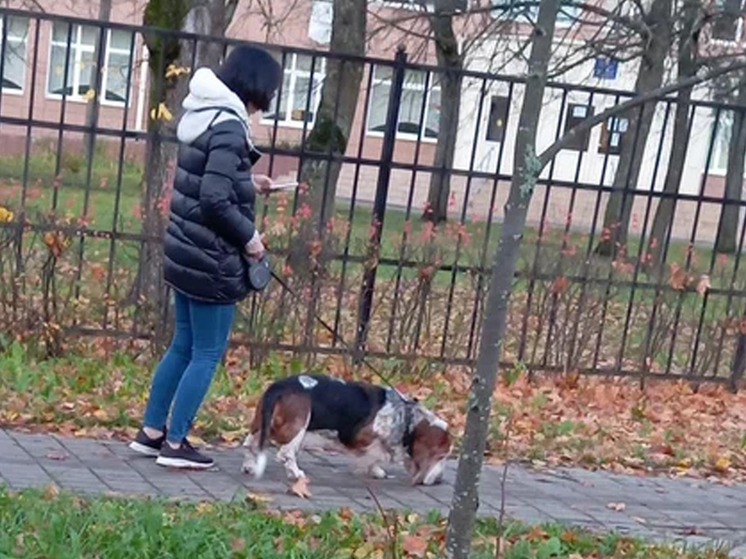 Новгородцам объяснили, зачем нужна база домашних животных