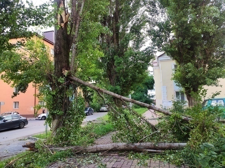 Белгородцев предупредили о сильном ветре с порывами до 25 м/с в четверг