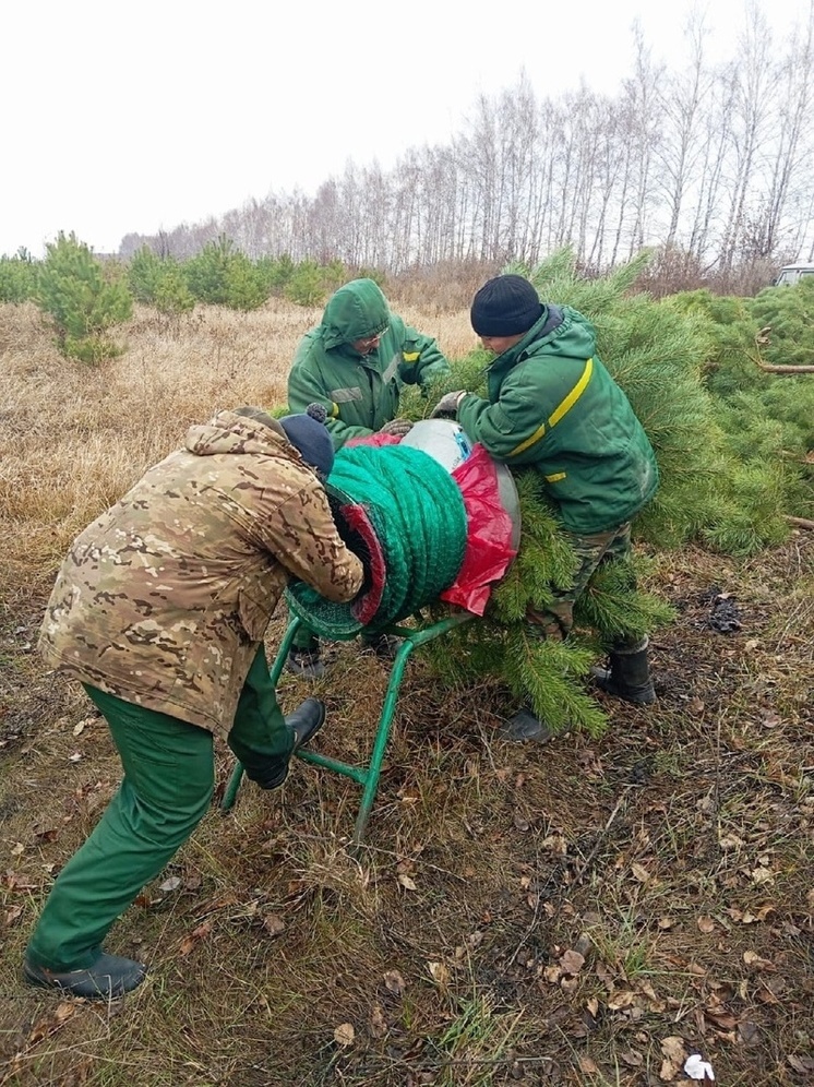 В Липецкой области начали заготовку новогодних сосен для праздников