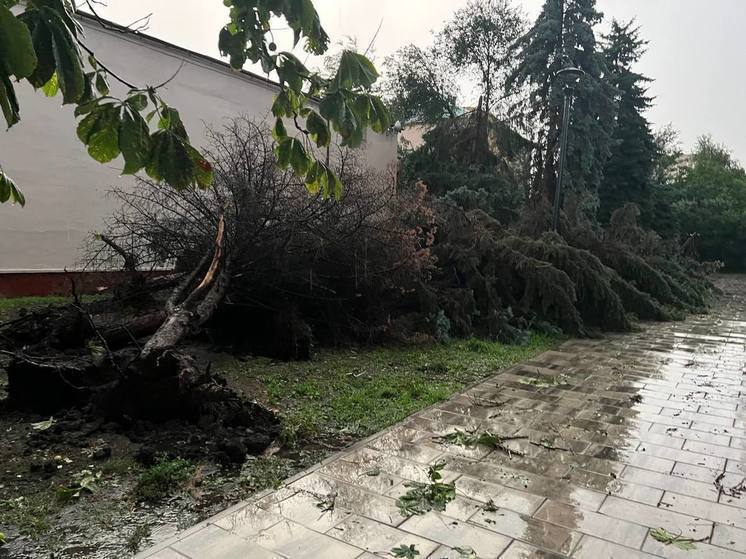 Белгородские коммунальщики напомнили, куда сообщать об упавших деревьях