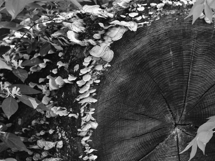 Госдума отклонила проект закона о закреплении определения валежника