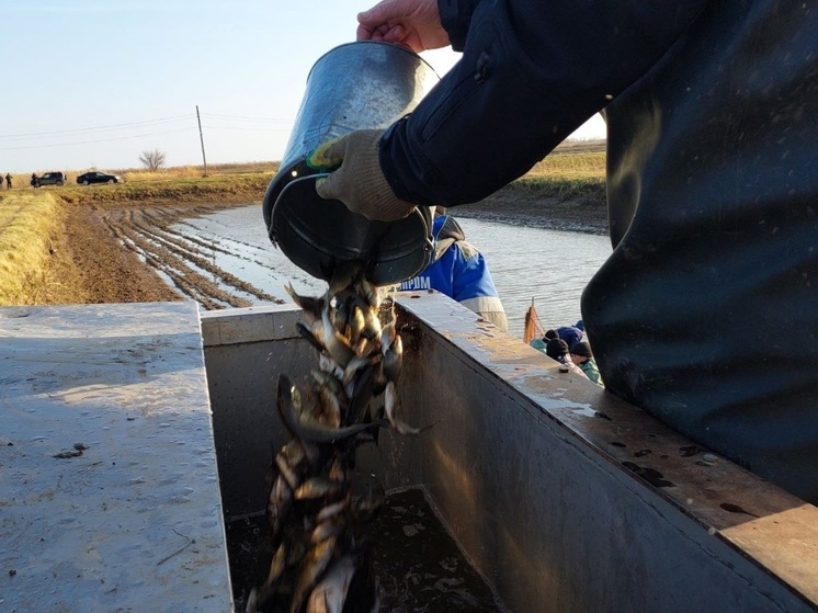 В реку Бахтемир выпущено более 100 тысяч мальков сазана