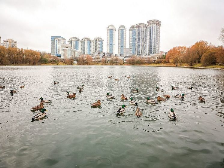 Реабилитацию Мосфильмовского пруда провели на западе Москвы