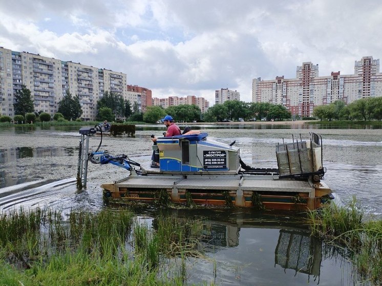 Экологи Петербурга закончили двухлетнюю очистку русла Пряжки