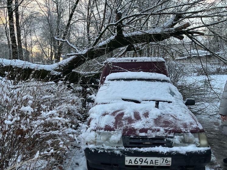 В Твери упавшее дерево разбило припаркованный автомобиль