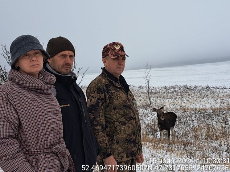 Доверчивый лосёнок вышел к людям в Саратовской области