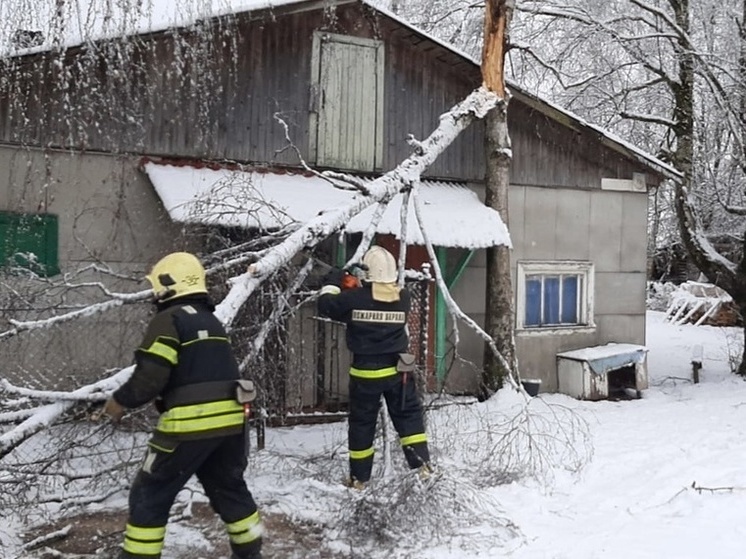 В Пестове пожарные помогли спилить опасную ветку