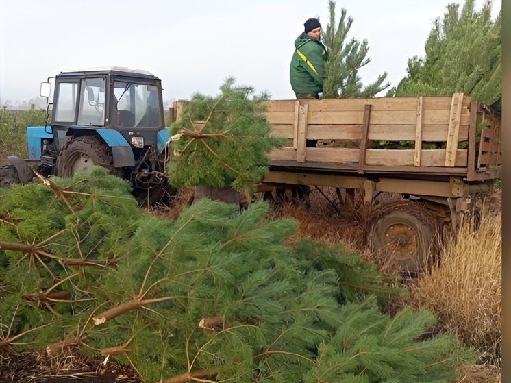 В Липецкой области начали рубить новогодние сосны