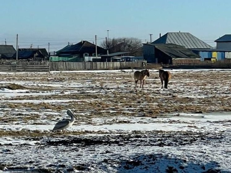 В башкирском селе заметили пеликана