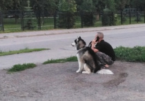 У саратовцев входит в моду вельш-корги – небольшого размера собака со спокойным характером