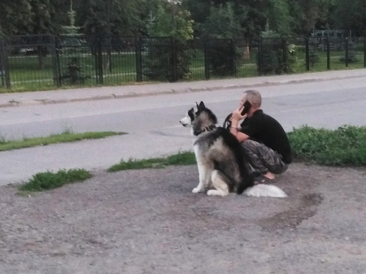 Стала известная самая модная порода собак в Саратове