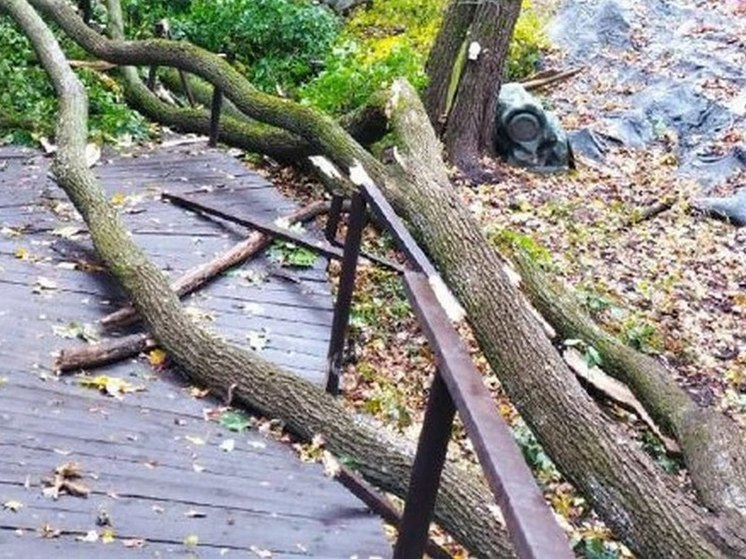 Три машины в Воронеже завалило деревьями