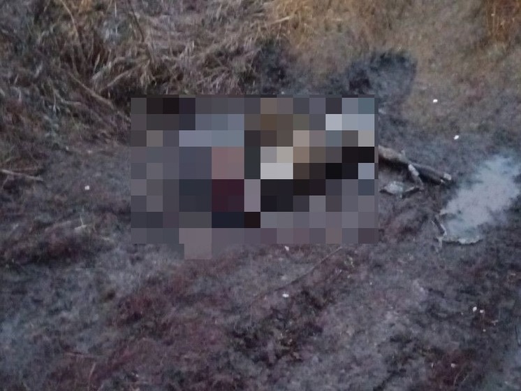 Под Рязанью на дороге нашли труп лося без головы