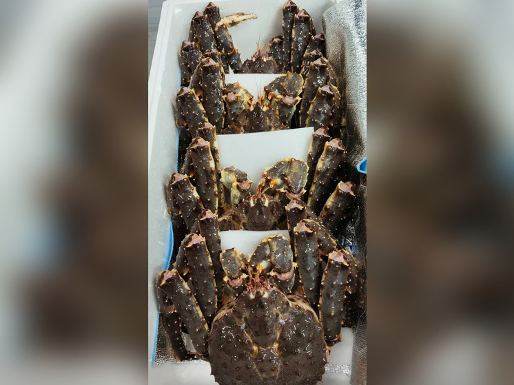 Живой камчатский краб впервые отправился из Новгородской области в Китай