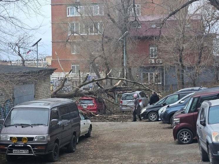 VL.RU: Штормовой ветер во Владивостоке свалил деревья, заборы, деревья и информационные щиты