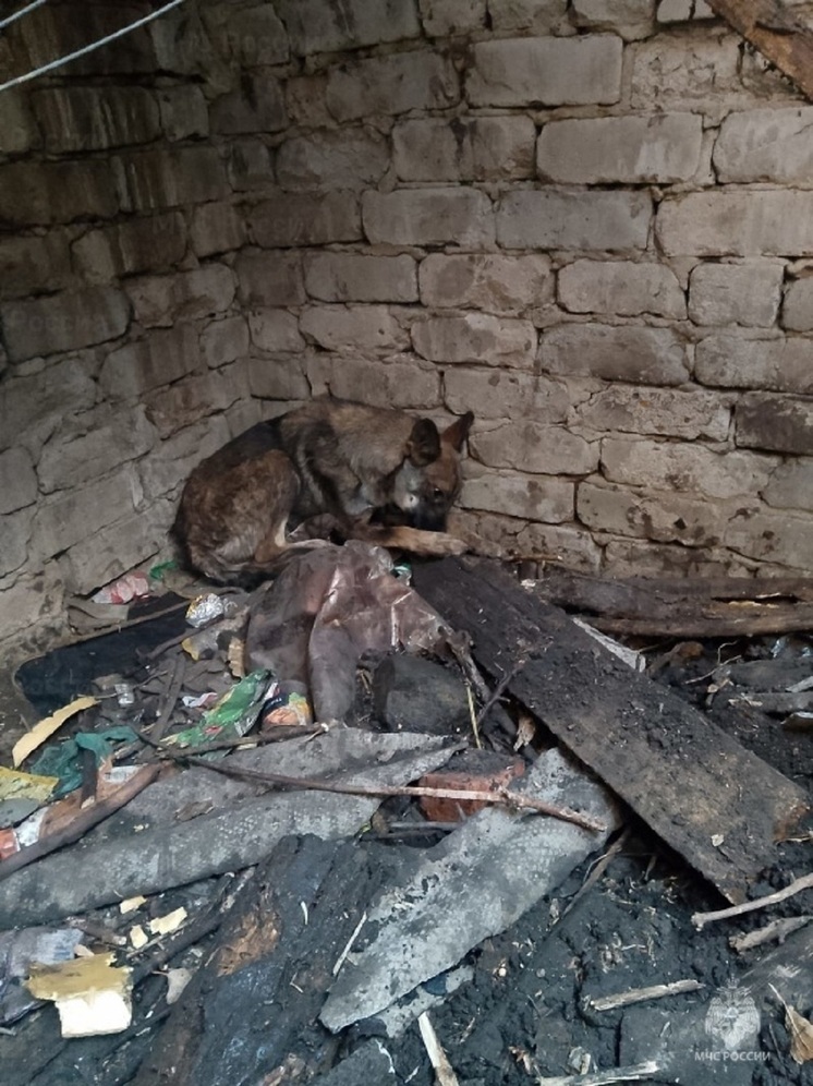 В Орловской области из западни спасли собаку