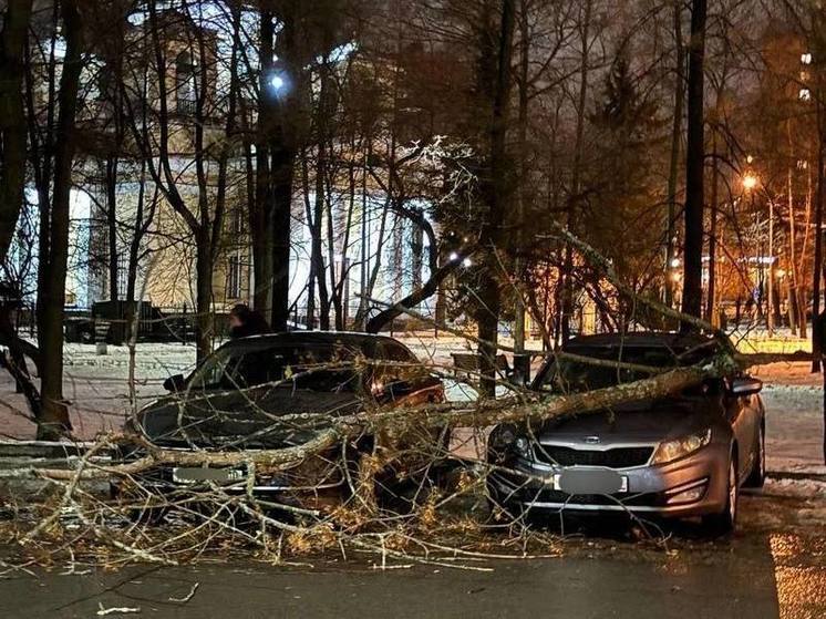 Дерево упало на машины около собора Александра Невского в Петрозаводске