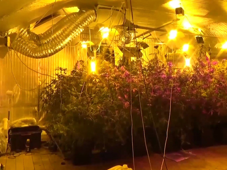 Плантацию конопли ликвидировали полицейские под Солнечногорском