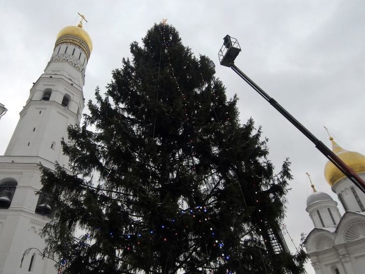 Главная новогодняя ель страны прибудет в Кремль из Можайского округа
