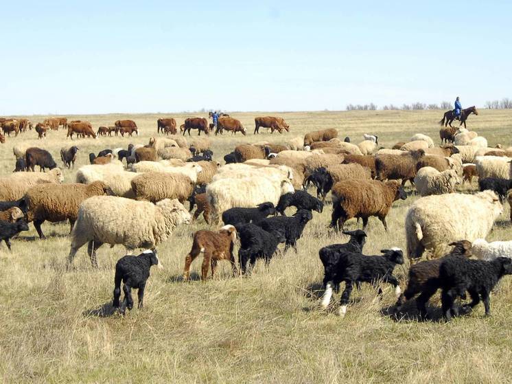 В салоне автомобиля под Омском перевозили восемь похищенных баранов